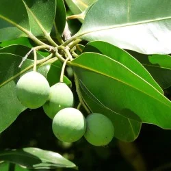 Calophylle