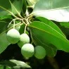 Calophylle