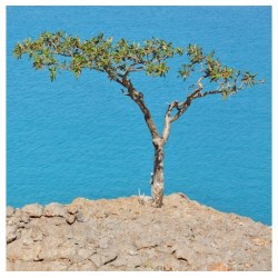 Boswellia arbre