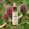 branche de Mélèze et Mélèze Fleurs de Bach Bio Compte-gouttes - Flacon de 10 ml - Laboratoire Dioter