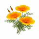 Pavot de Californie